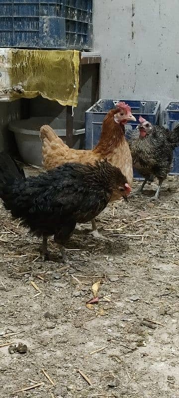 Desi Murghi hens | Golden misri hens | Aseel hens | 6