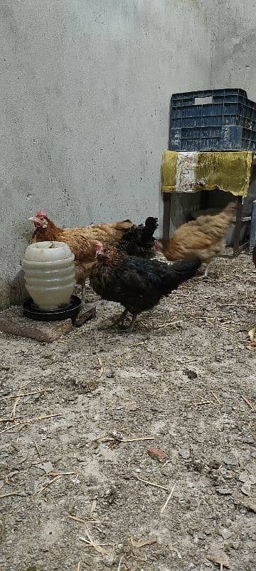 Desi Murghi hens | Golden misri hens | Aseel hens | 7