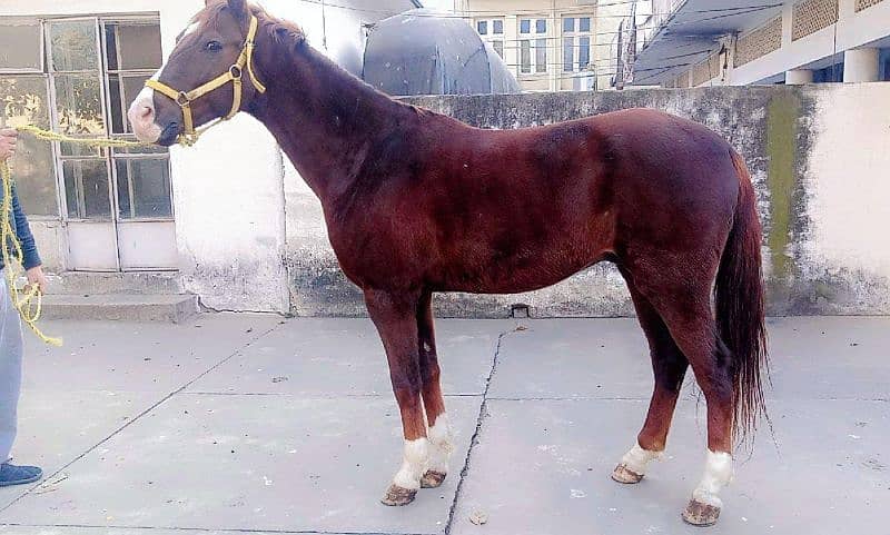 Horse for Sale 1