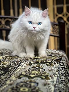 Blue Eye persian Kitten 7 Months Full vaccinated