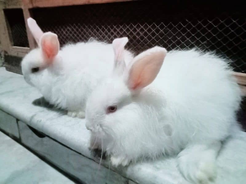 Beautiful Rabbits and Bunnies 1