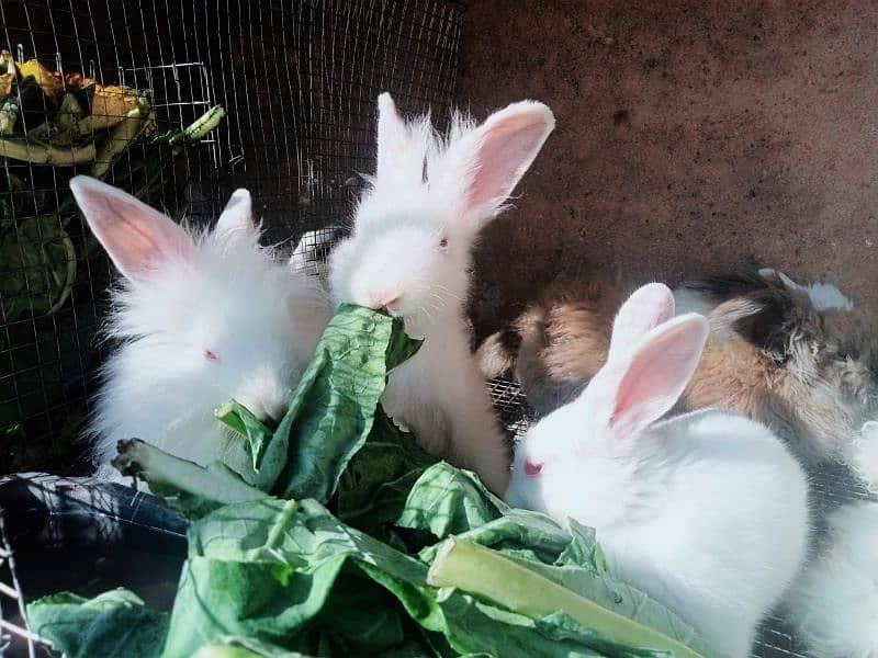 Beautiful Rabbits and Bunnies 2