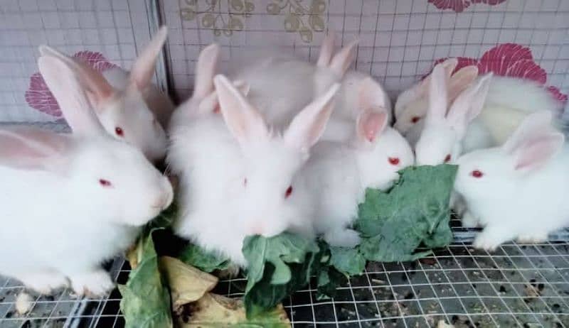 Beautiful Rabbits and Bunnies 3