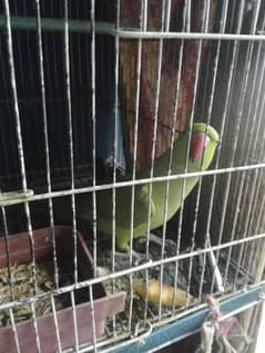 ringneck male