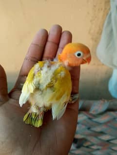 some love birds chicks for sale read full ad