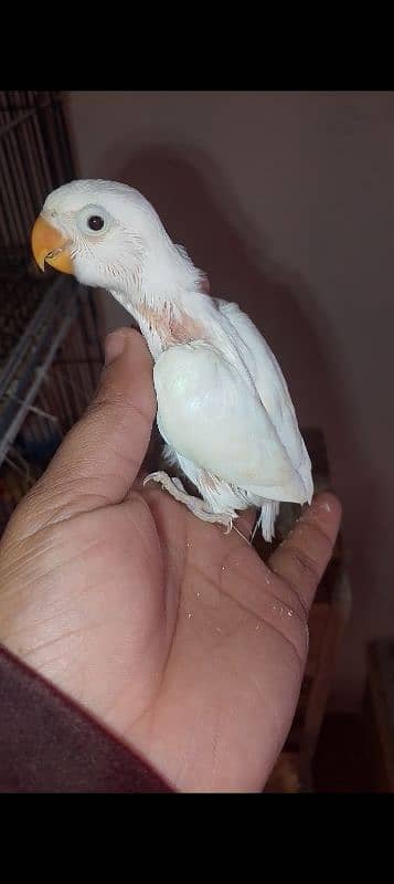 some love birds chicks for sale read full ad 6