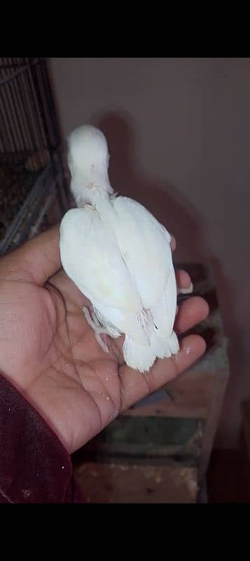 some love birds chicks for sale read full ad 7