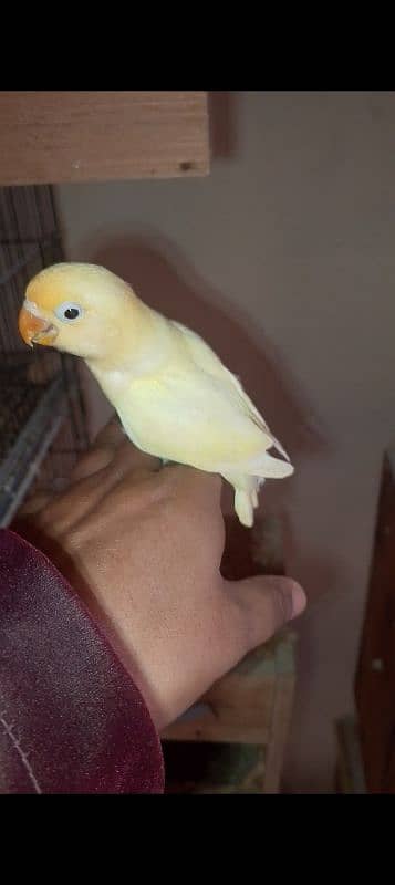 some love birds chicks for sale read full ad 8