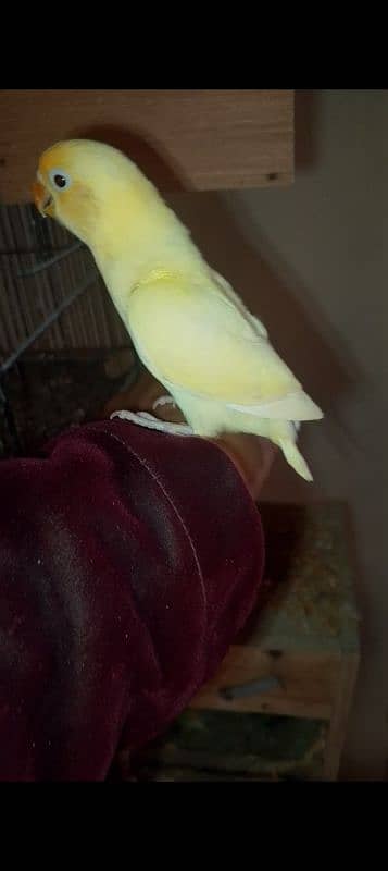 some love birds chicks for sale read full ad 9