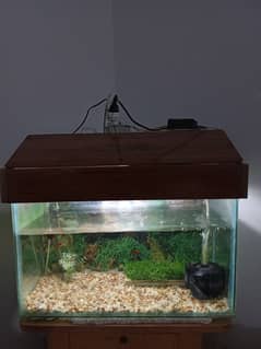 Fish aquarium with 2 fishes