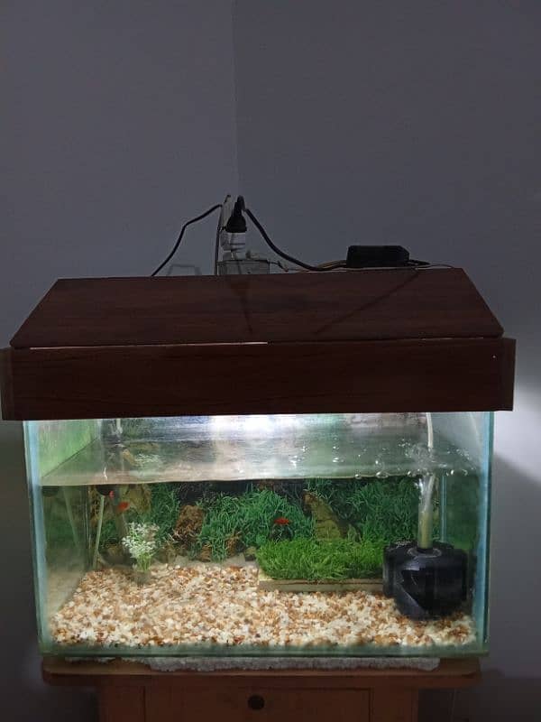 Fish aquarium 0