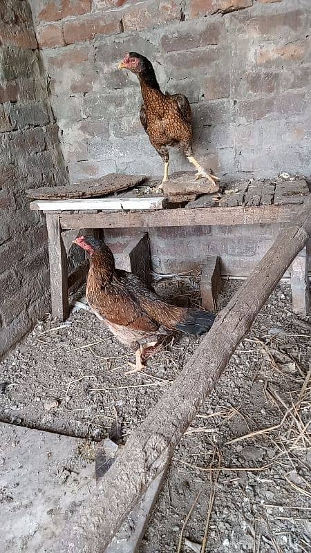 Pure Mianwali Aseel Hens Murgi 0