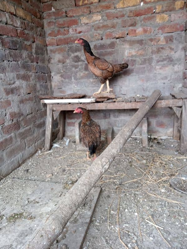 Pure Mianwali Aseel Hens Murgi 1