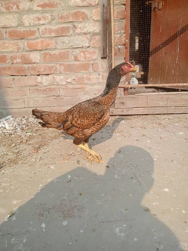 Pure Mianwali Aseel Hens Murgi 2