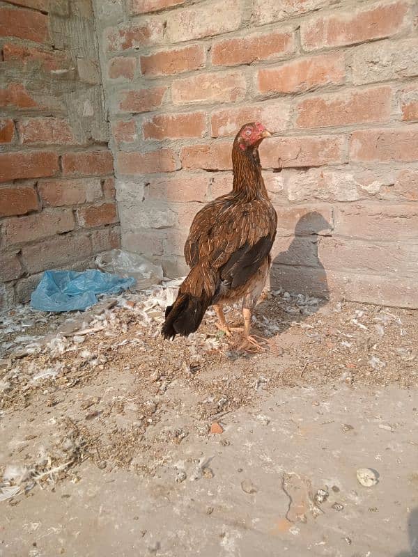 Pure Mianwali Aseel Hens Murgi 5