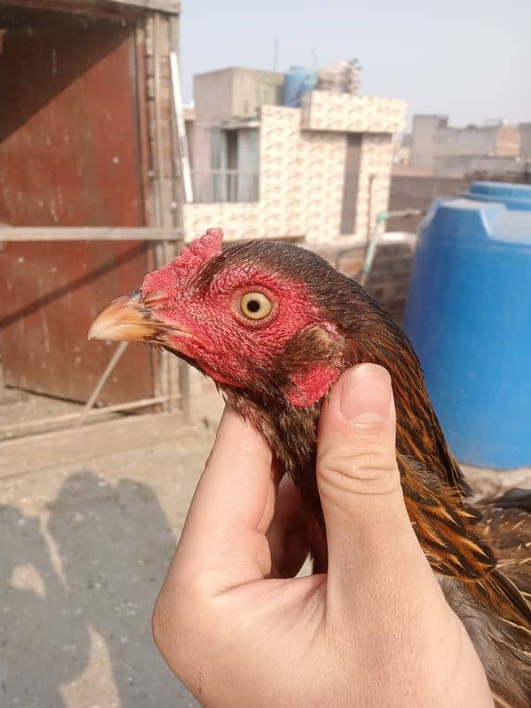 Pure Mianwali Aseel Hens Murgi 6