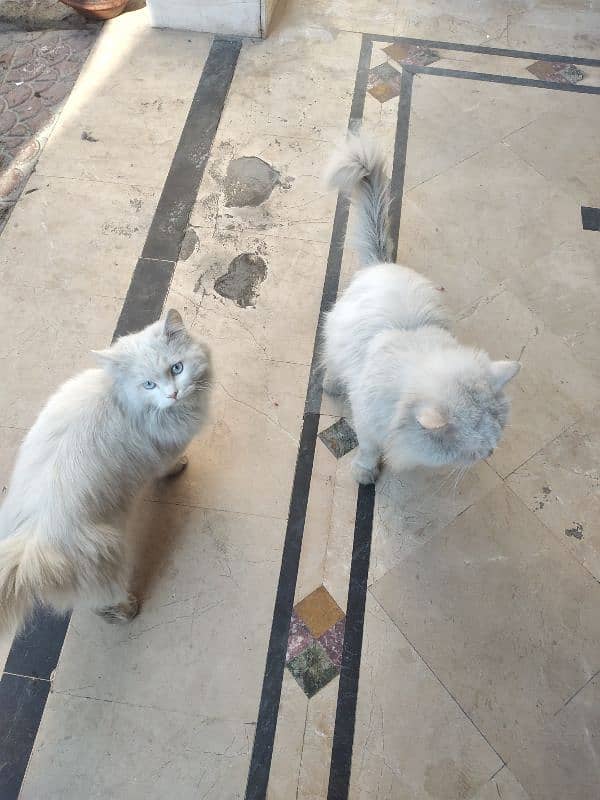 White Persian Pair for Sale 1