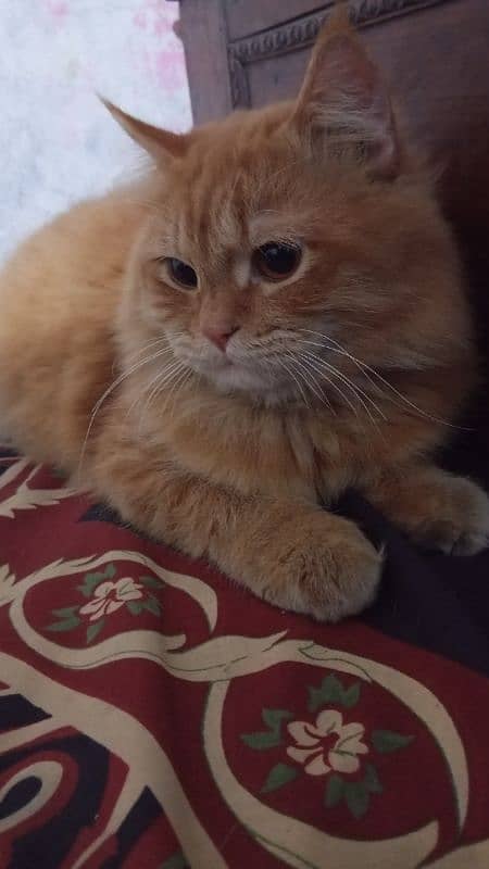 Persian cat 0