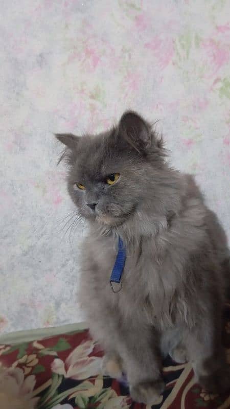 Persian cat 1