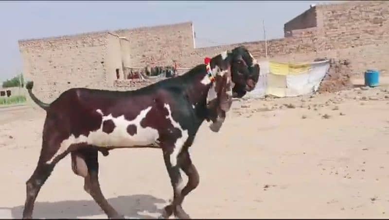 desi bakra for sale WhatsApp number 03185729839) 0