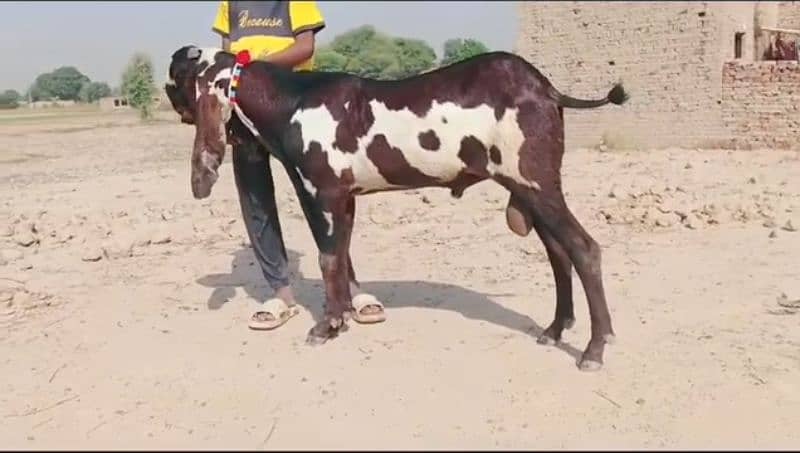 desi bakra for sale WhatsApp number 03185729839) 1