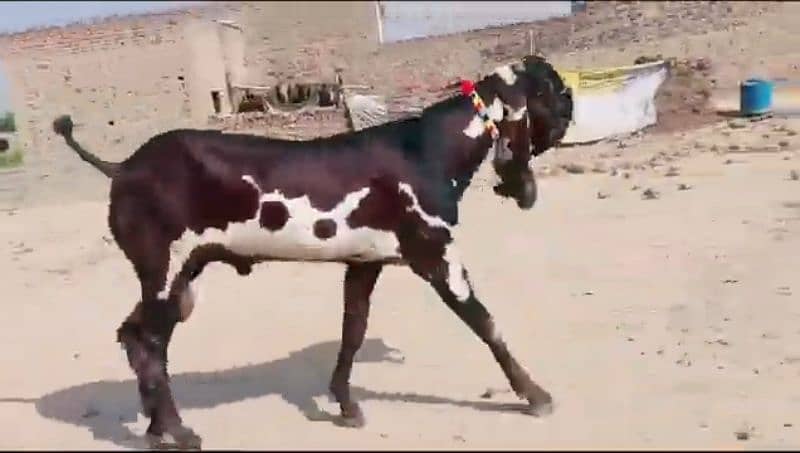 desi bakra for sale WhatsApp number 03185729839) 2