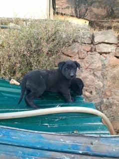 labrador pair puppies