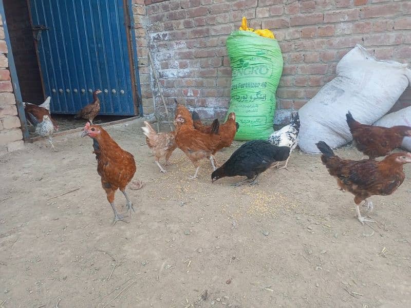 only 3000 pairs home active hens 1