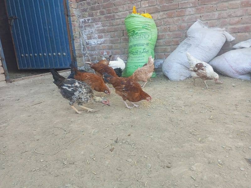 only 3000 pairs home active hens 2