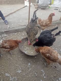 Ghar ki Desi Eggs wali murgian 03316649539