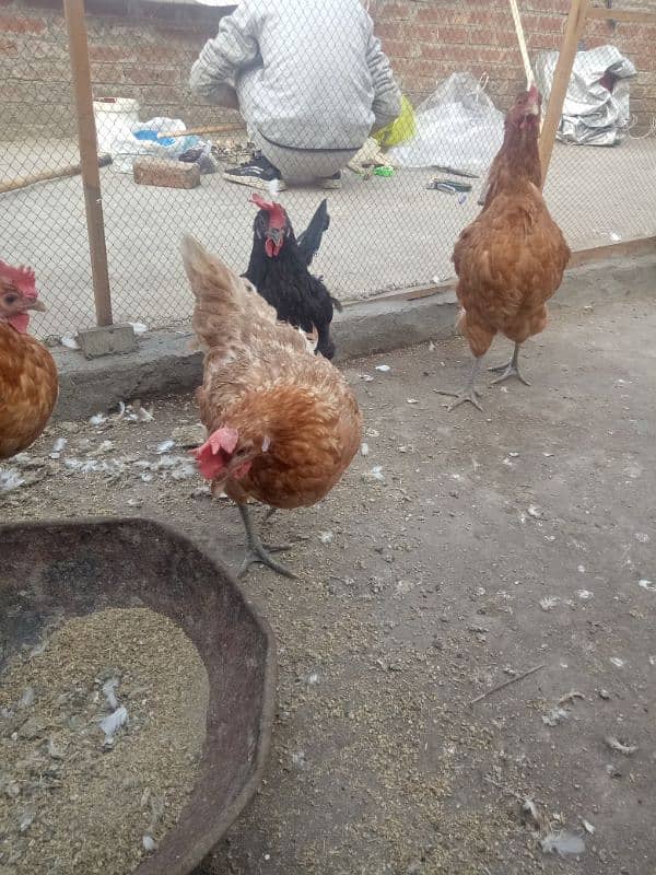 Ghar ki Desi Eggs wali murgian 03316649539 1