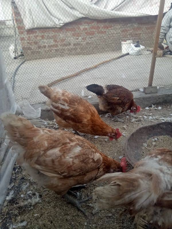 Ghar ki Desi Eggs wali murgian 03316649539 2