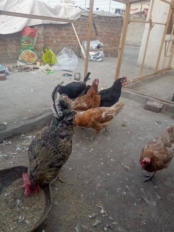 Ghar ki Desi Eggs wali murgian 03316649539 14