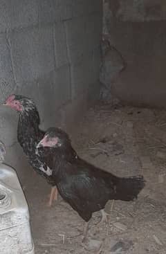 hen