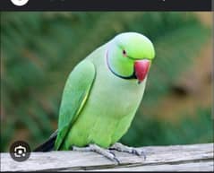 green parrot