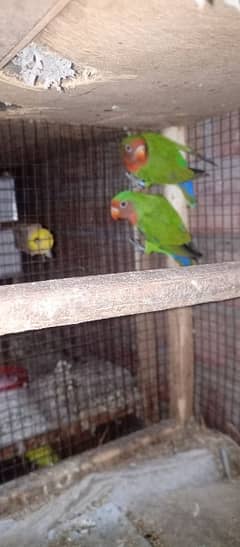 lovebird