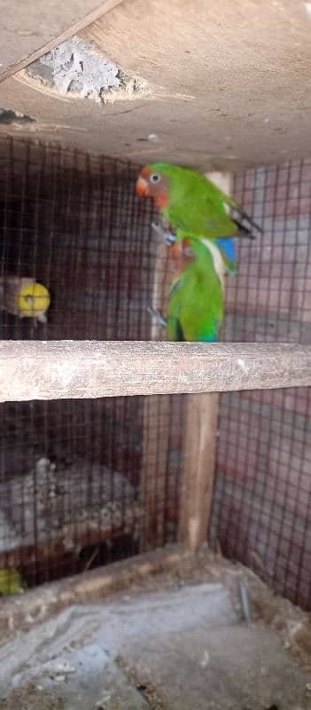 lovebird Pair 1