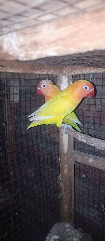 lovebird Pair 4