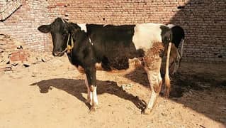 pure frizan cows  for sale