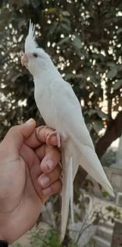 HAND TAME COCKTAIL CHICKS AVAILABLE 03342248084