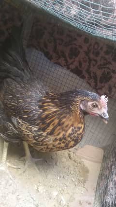 Misri Hen 9 - 10 Months for sale