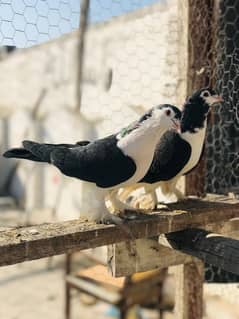 Black & White Sherazi breeder pair