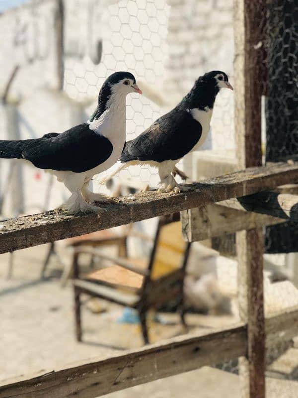 Black & White Sherazi breeder pair 1