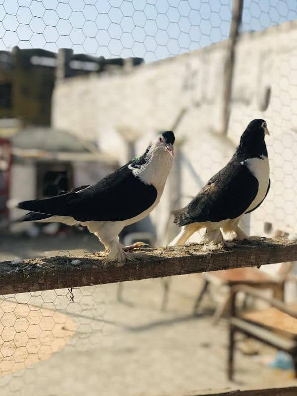 Black & White Sherazi breeder pair 2