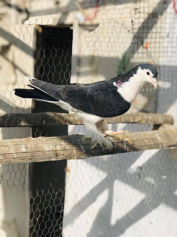 Black & White Sherazi breeder pair 3