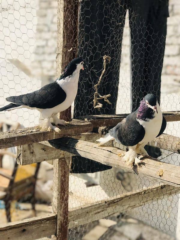 Black & White Sherazi breeder pair 4