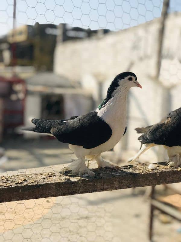 Black & White Sherazi breeder pair 6