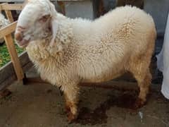 sheep, chatra for sale