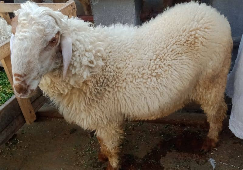 sheep, chatra for sale 1