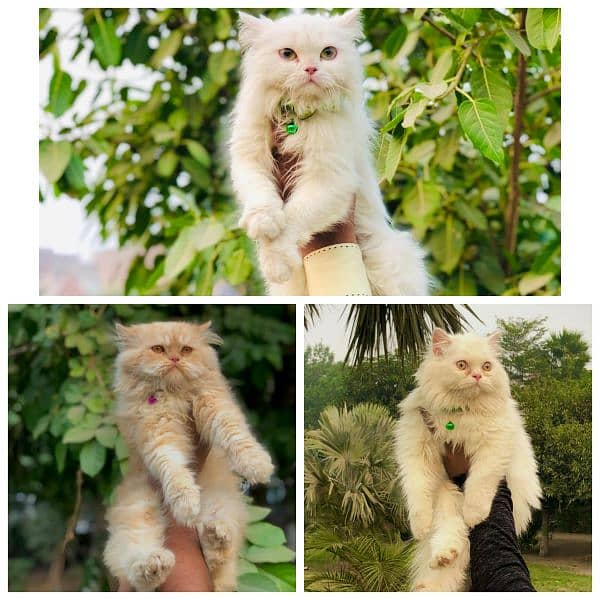 Persian Punch face triple coat cat Kitten 1